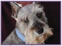 SPARE Dog Available for Adoption SPARE Dog Available for Adoption